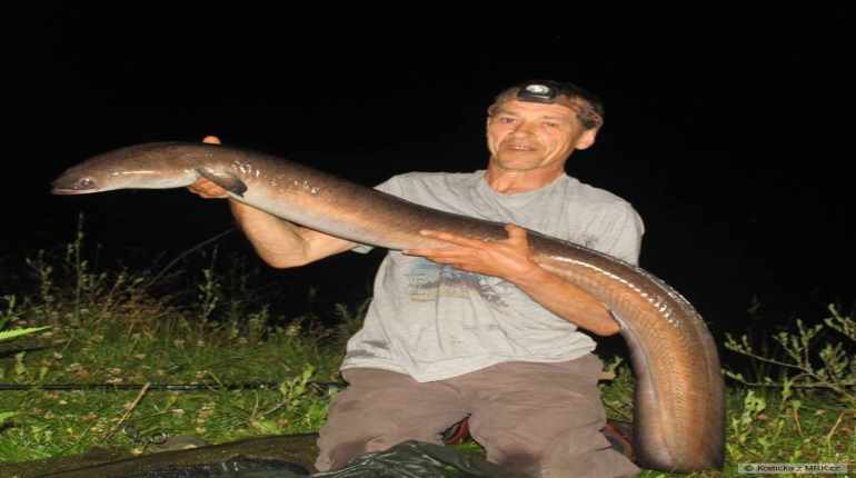 Právě si prohlížíte Světový rekord Úhoře kropenatého o váze 25lb 12oz