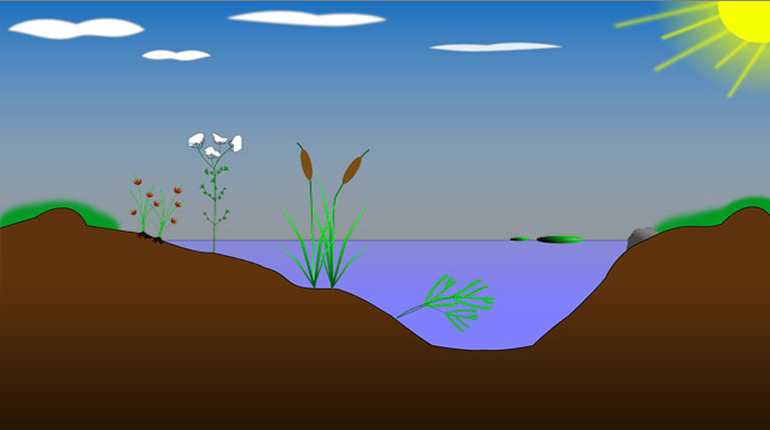 Přečtete si více ze článku Důležitost vodních organismů na stojatých vodách