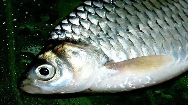 Přečtete si více ze článku Zavináče a pečenáče z bílých ryb