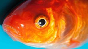 Přečtete si více ze článku Jak slyší a vidí ryby – Rybí oko a sluchové ústrojí