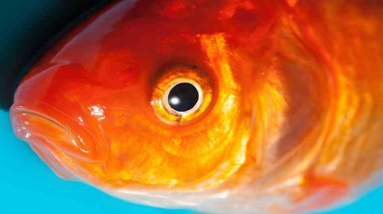 Právě si prohlížíte Jak slyší a vidí ryby – Rybí oko a sluchové ústrojí