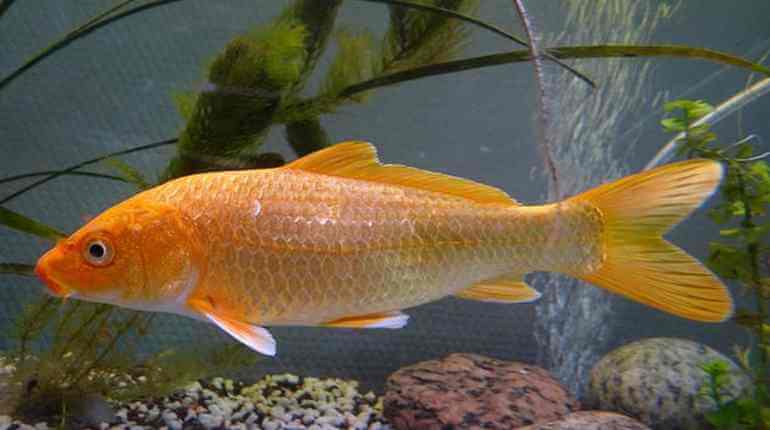 Právě si prohlížíte Koi kapři, okrasné zlaté ryby, co ovlivňuje zbarvení ryb